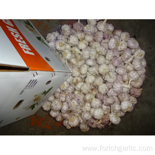 Beautiful New Crop Garlic 2019